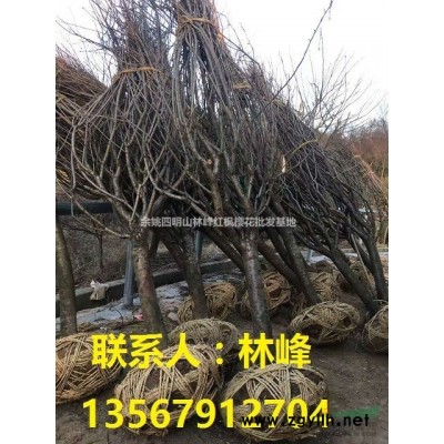 樱花，晚樱，早樱，余姚樱花，四明山樱花，溪口樱花