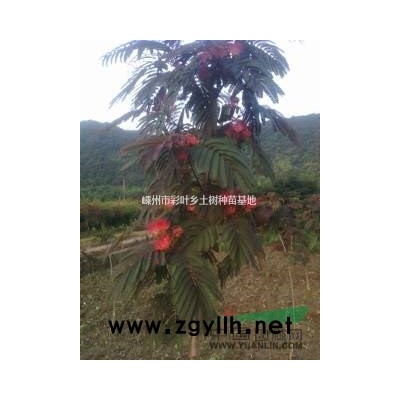 出售紫叶合欢枝条