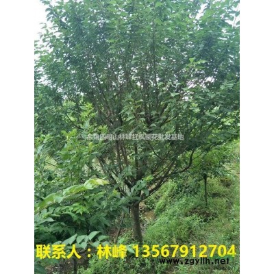 浙江红枫|浙江四明山红枫基地红枫价格