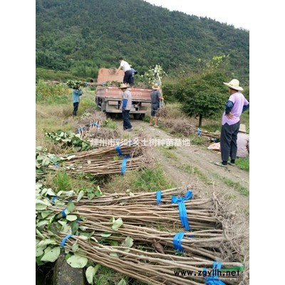 出售优质巨紫荆苗