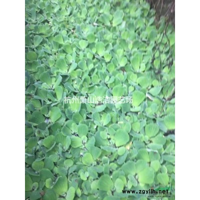 浙江—八角金盘