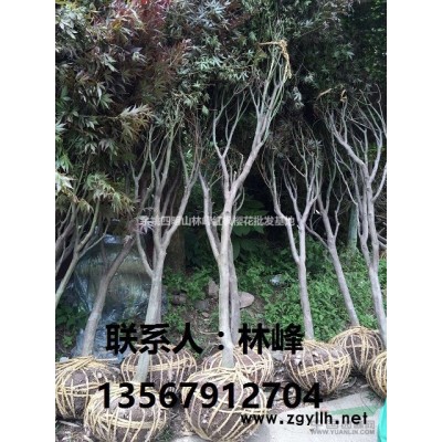 供应红枫、日本红枫