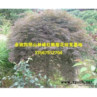 中国优秀供应商樱花/浙江优秀供应商樱花