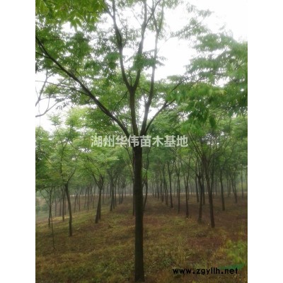 15公分红叶乌桕