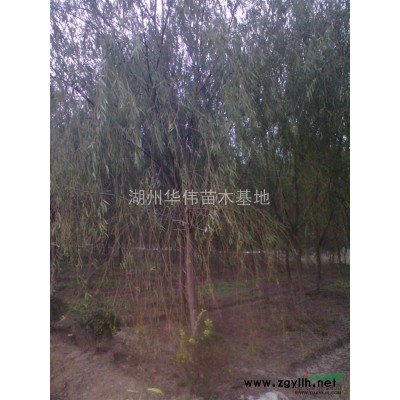20公分香樟