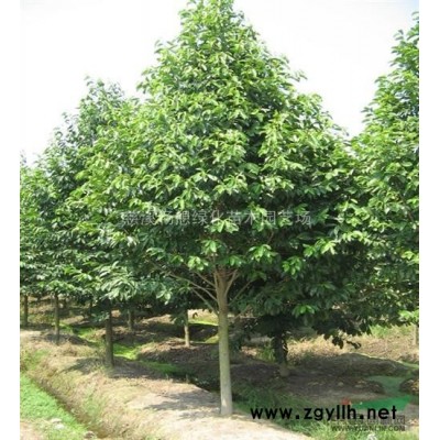 慈溪畅想绿化苗木园艺场桂花*低价