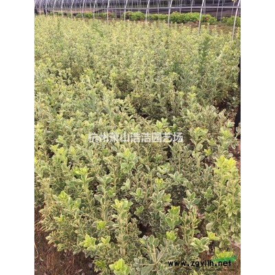 供应大叶栀子花/小叶栀子花/南天竹/八角金盘