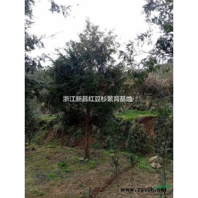浙江新昌红豆杉