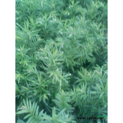 红豆杉 新昌红豆杉 红豆杉基地