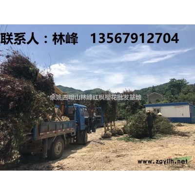 樱花，晚樱，早樱，余姚樱花，四明山樱花