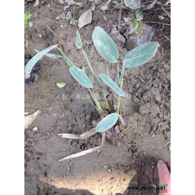 萧山容器苗一花叶络石容器苗