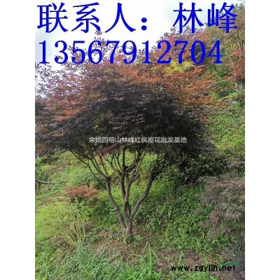 浙江红枫|红枫盛宴 现代版“停车坐爱枫林晚