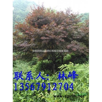 大樱花哪里买/大红枫哪里买