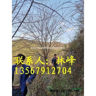 供应羽毛枫、羽毛枫实物图