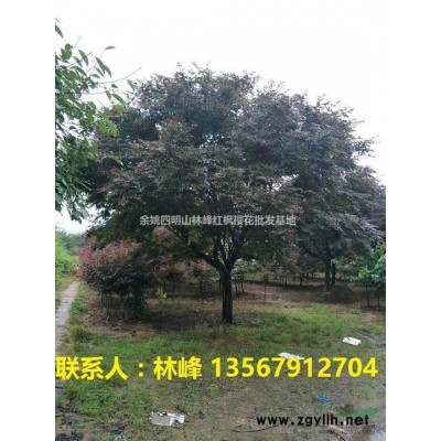 中国红枫樱花--余姚四明山