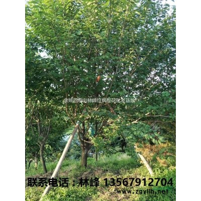 供应垂丝海棠、垂丝海棠大小苗、垂丝海棠工程苗