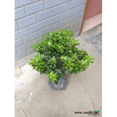 供应荷花-红荷花、白荷花