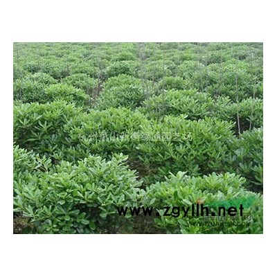 供应南天竹籽（新鲜大籽）