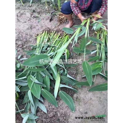 萧山龙柏球大热销（一年生，两年生）量大，质好！实地看苗