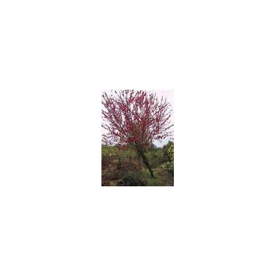 高200--400；冠150--500的四季桂；八月桂