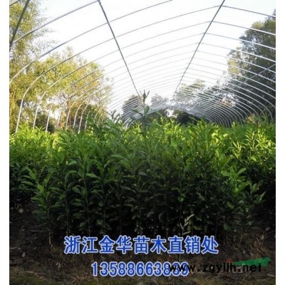 蓝莓出售