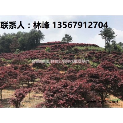 供应四明山樱花节樱花|价格查询