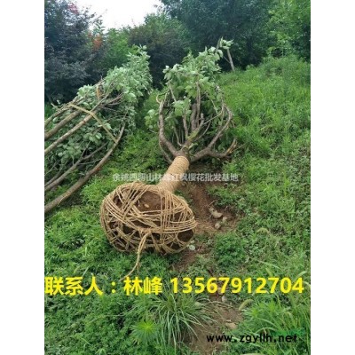 四明山红枫|余姚四明山红枫基地