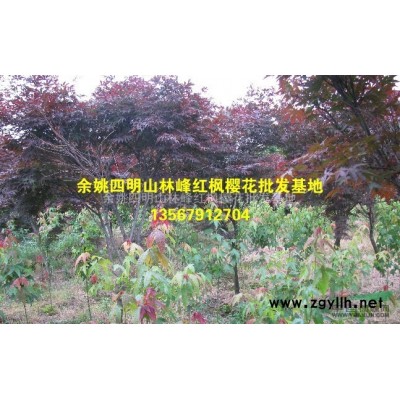 四明山樱花|四明山樱花节|中国樱花之乡