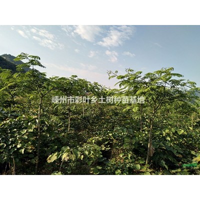 出售2米冠丛生紫荆