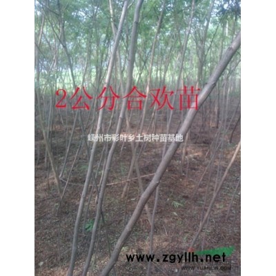 供应紫叶合欢苗