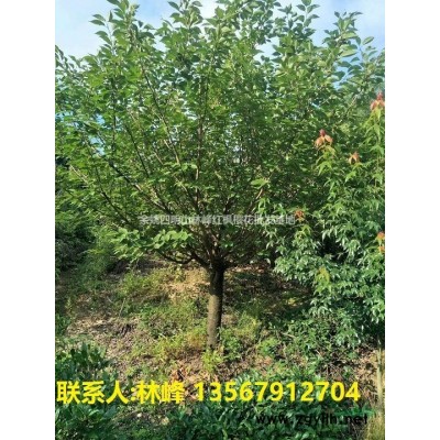 余姚精品红枫、红枫工程苗、红枫价格