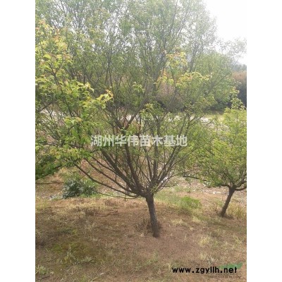 红叶乌桕