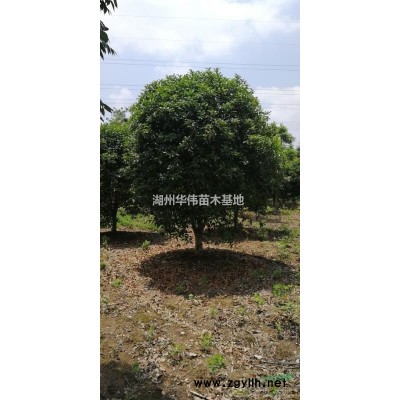 8公分红梅