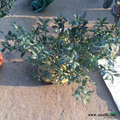 供应水生植物西伯利亚鸢尾-常绿水生鸢尾