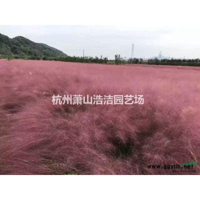 供应朱顶红-萧山朱顶红基地直销