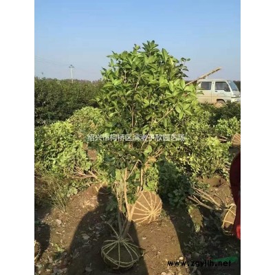 精品红叶石楠大篱笆苗 高度2米以上 冠副80厘米至1.5米
