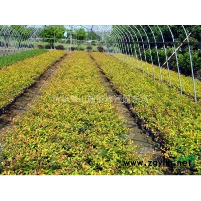 熊掌木图片、熊掌木价格