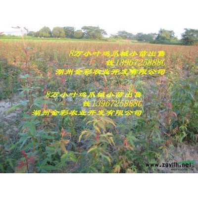 青枫种子