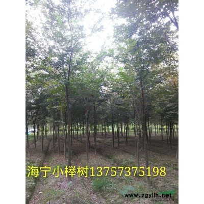一年生榉树小苗