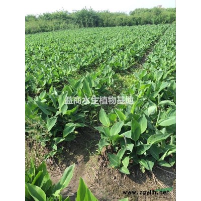 欧洲大慈姑