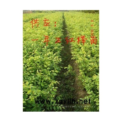 海宁香樟3-15公分
