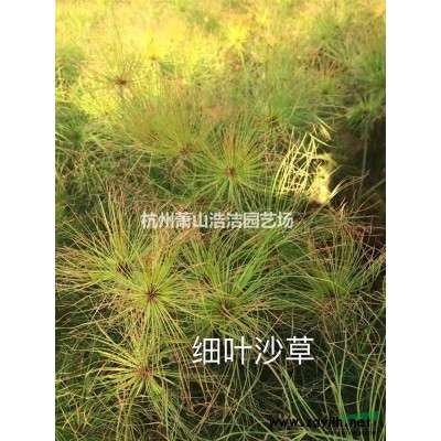 浙江萧山法国冬青挖苗现场