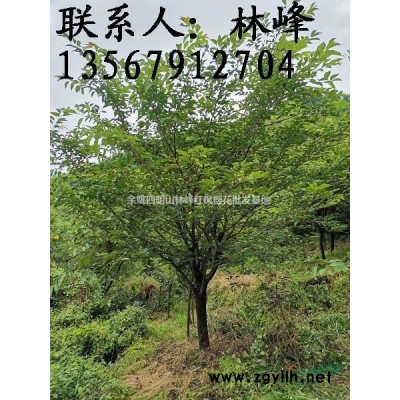 哪些能买到红枫