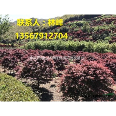 四明山红枫|国内*大红枫苗木基地