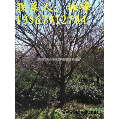 余姚四明山林峰红枫樱花批发基地大量供应四明山樱花苗