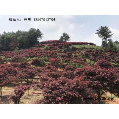 四明山樱花、早樱、晚樱