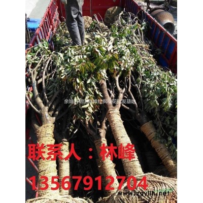 浙江羽毛枫、精品羽毛枫