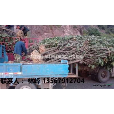 垂丝海棠、垂丝海棠苗、垂丝海棠价格、垂丝海棠实图