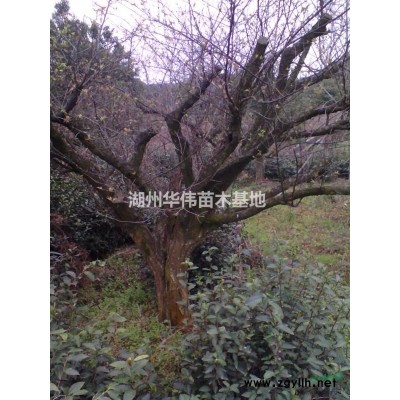 地径6公分美人梅