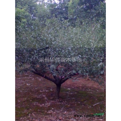 11公分红叶石楠
